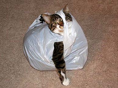 bag-of-cats-2.jpg